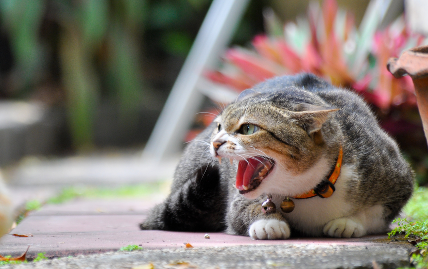 Angry Cat Noises: Decode Common Cat Sounds With This Guide