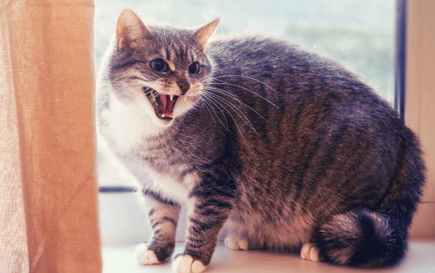 hissing cat making angry cat noises