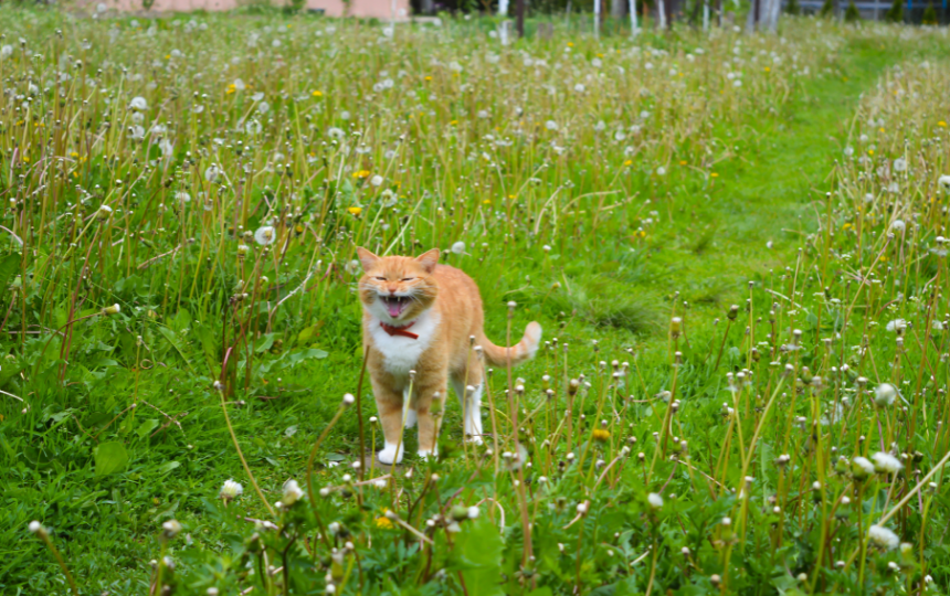 yowling cat making angry cat noises