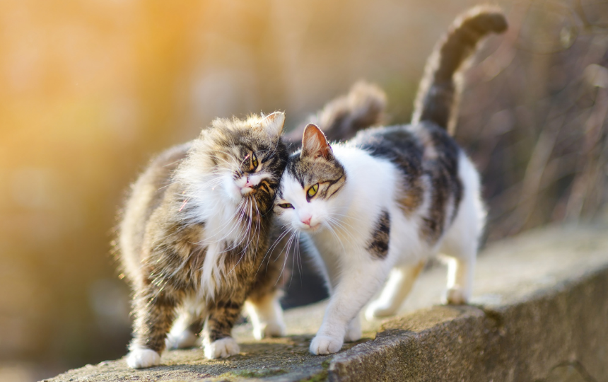 two purring cats on wall together