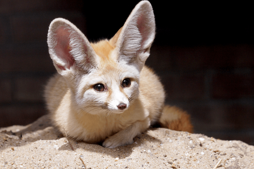 cute fennec fox as pet