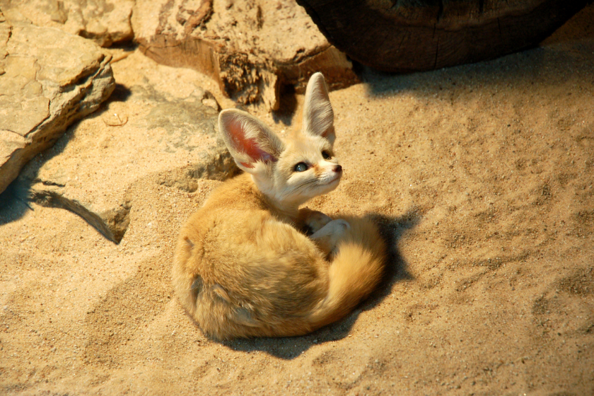 fennec fox on sand in natural environment