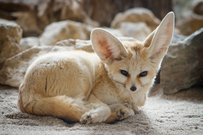 fennec fox relaxing on sand