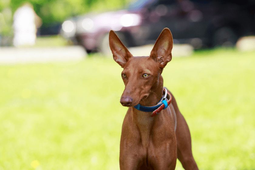 pharaoh hound most expensive dog breeds