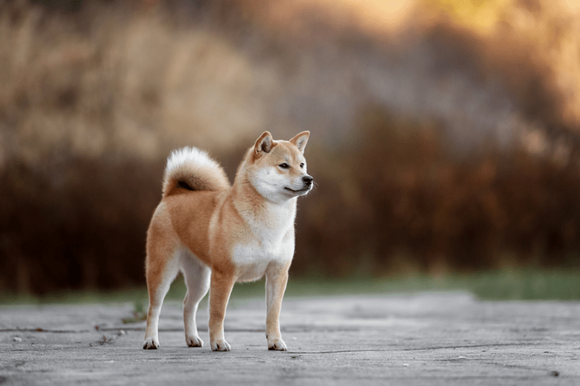 akita dog looking away most expensive dog breeds