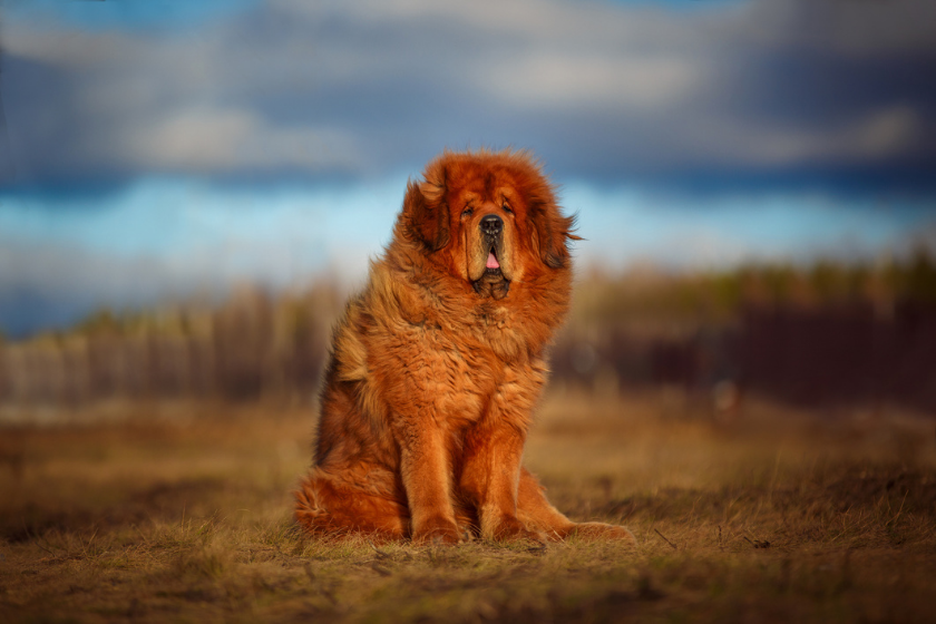 tibetan mastiff most expensive dog breeds