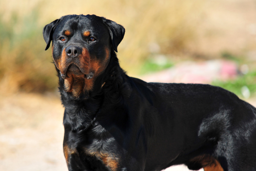 rottweiler looking away from camera most expensive dog breeds