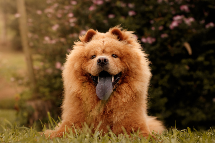 chow chow dog with purple tongue
