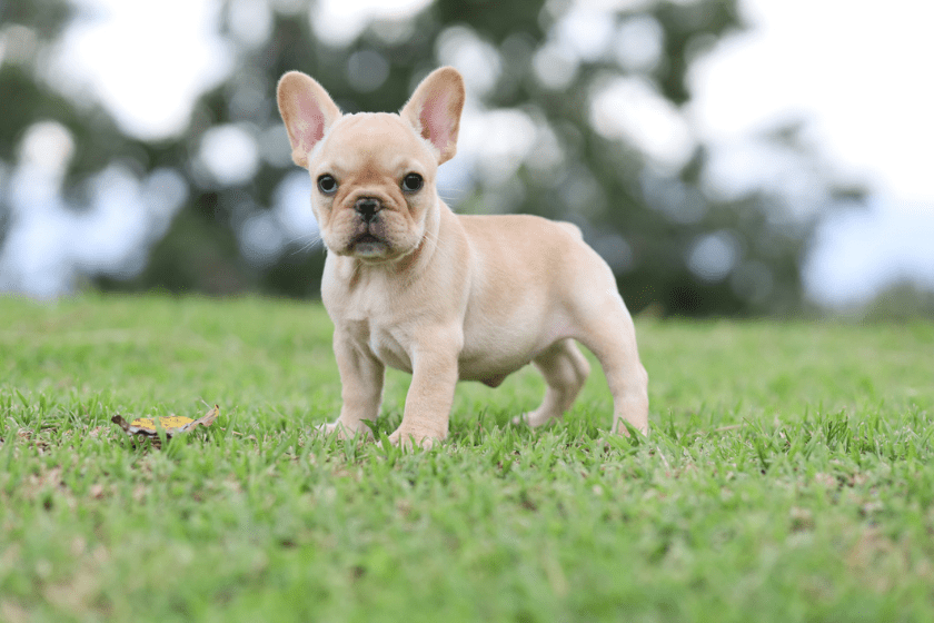 french bulldog most expensive dog breeds