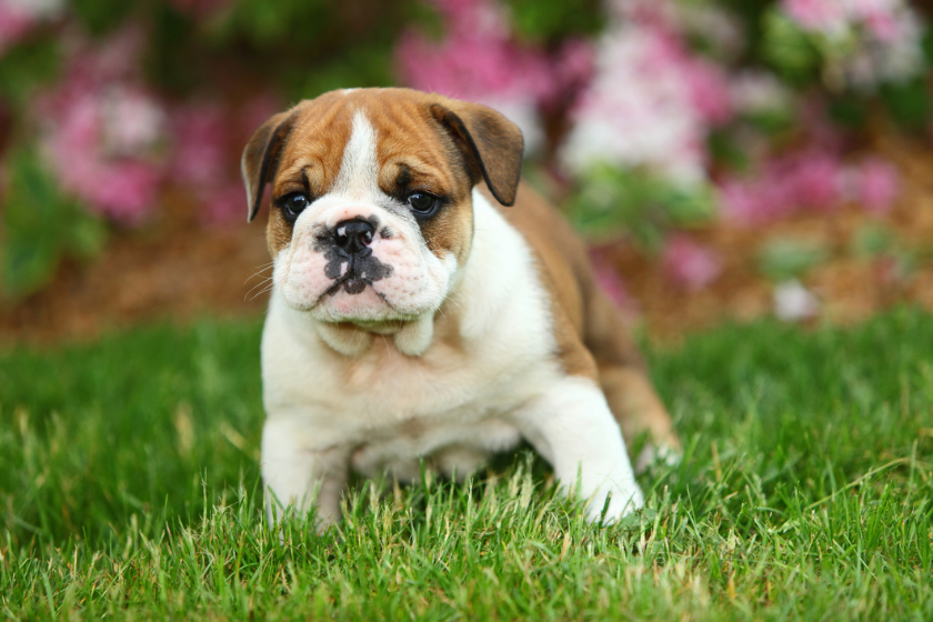 english bulldog puppy in grass