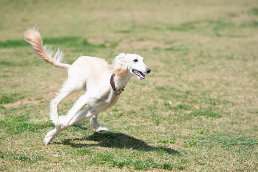 saluki dog running most expensive dog breeds