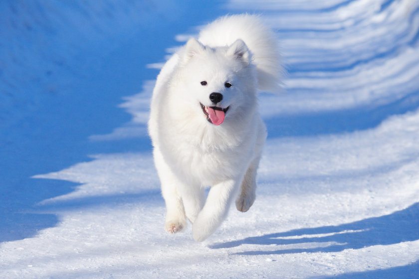 samoyed running through snow most expensive dog breeds
