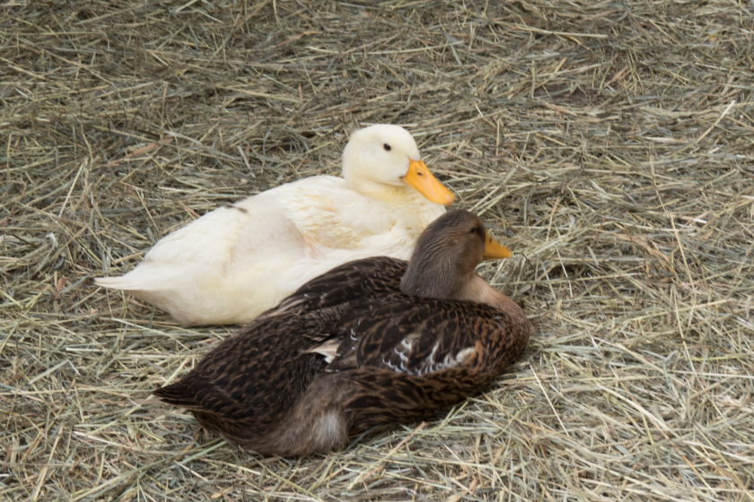 duck coop straw