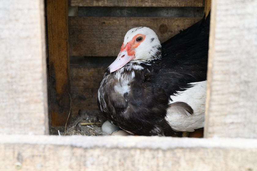 duck coop duck nesting