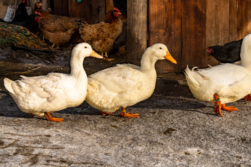 duck coop ducks walking