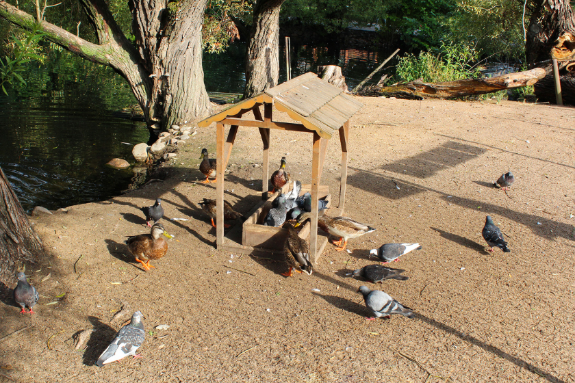 duck coop ducks feeding