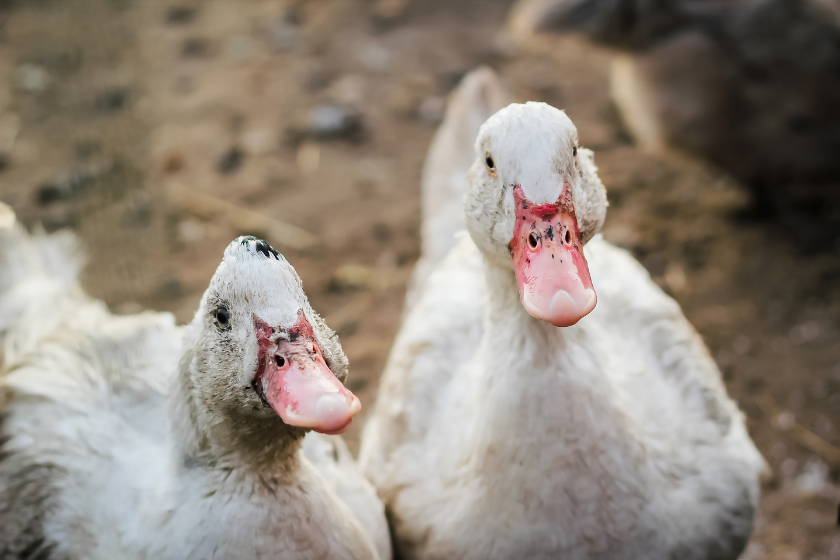 two white feathered friends