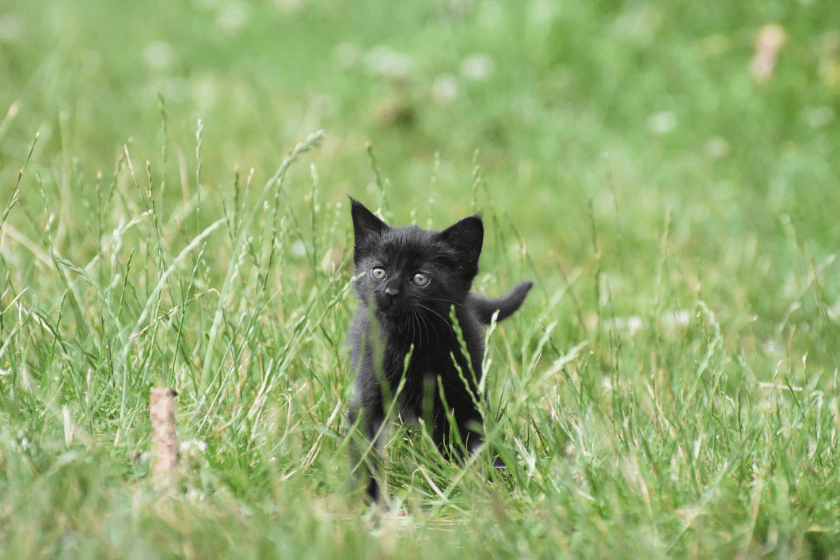 black cat names