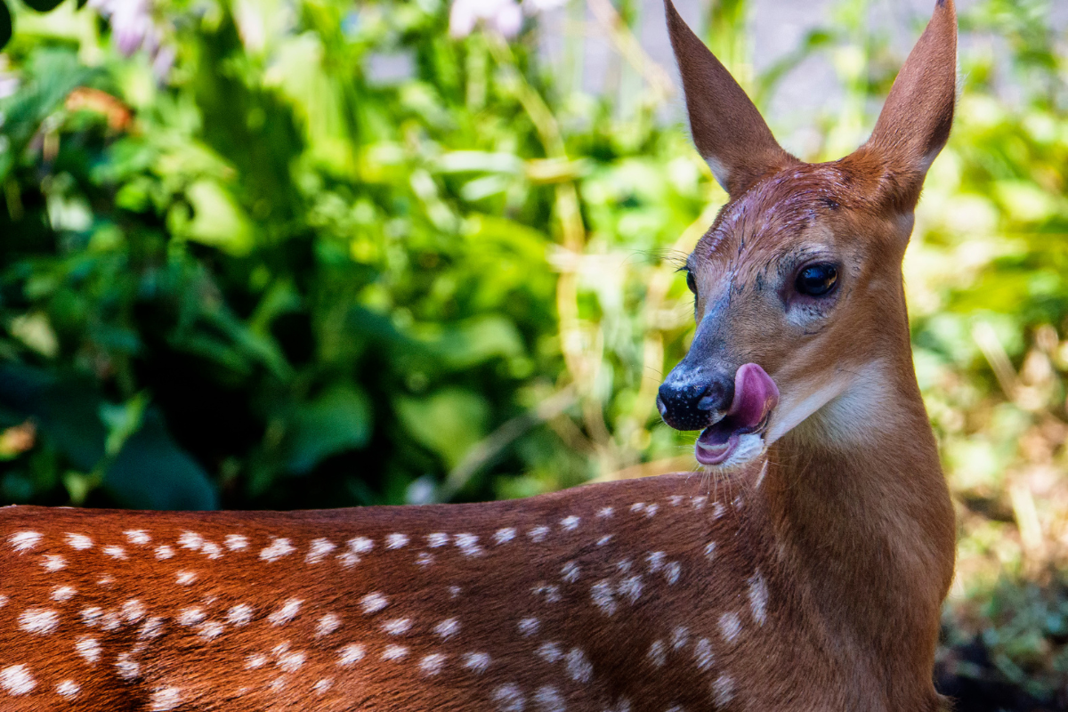 deer diet