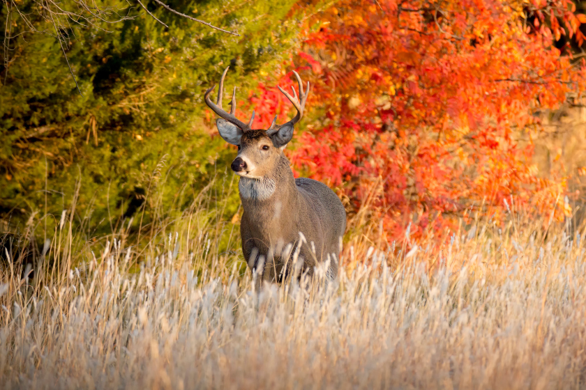 Best Deer Hunting Times