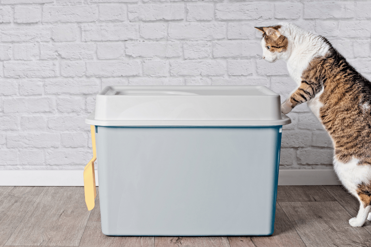 Self Cleaning Litter Boxes Take the Chore Out of Having an Indoor Cat