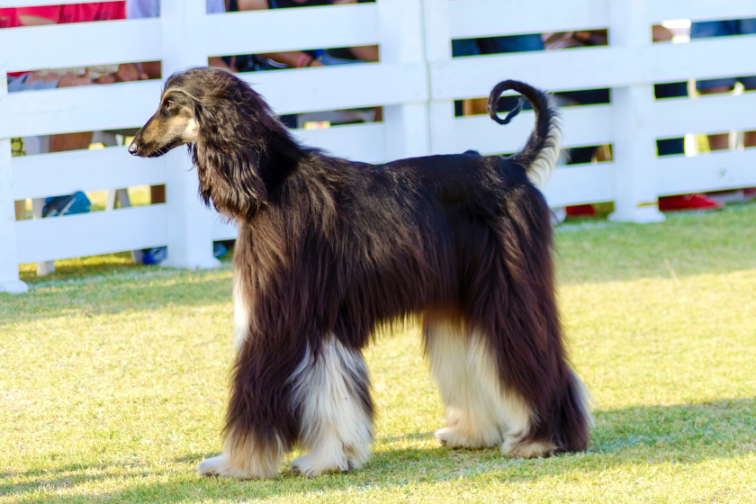 afghan hound