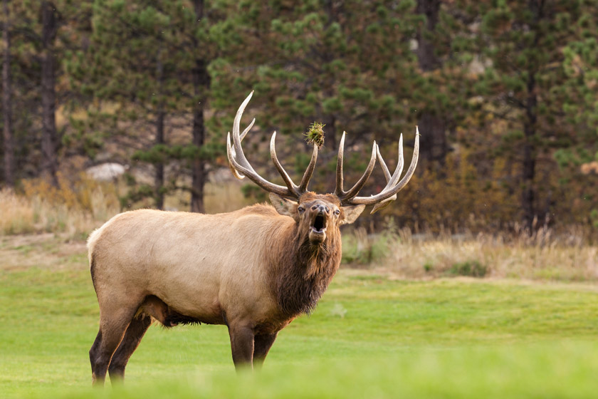 michigan elk hunting