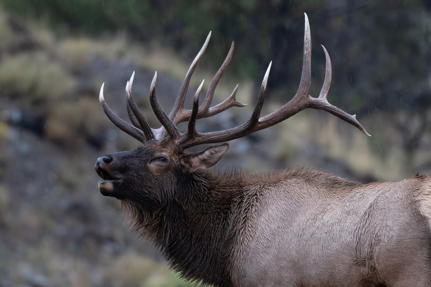 michigan elk hunting