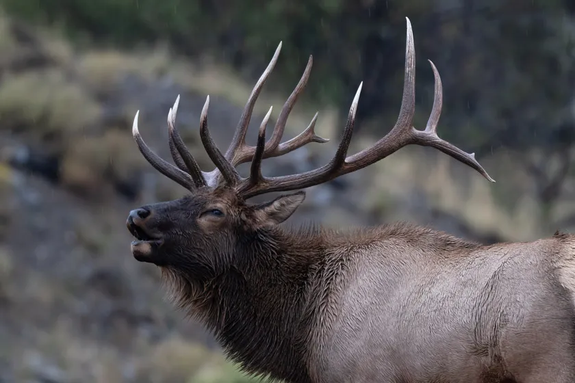 Michigan Elk Hunting How to Go On a OnceinaLifetime Hunt