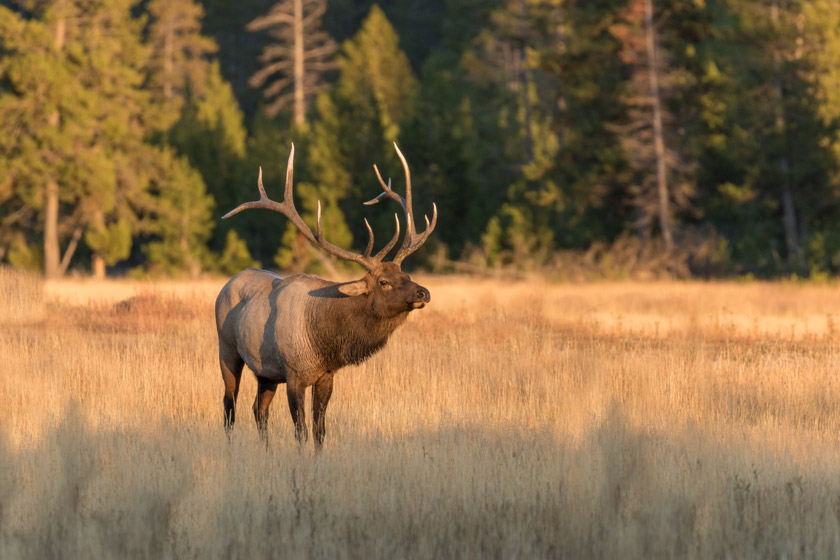 michigan elk hunting