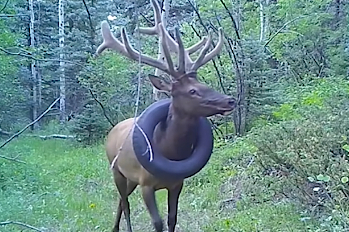 Bull Elk Tire