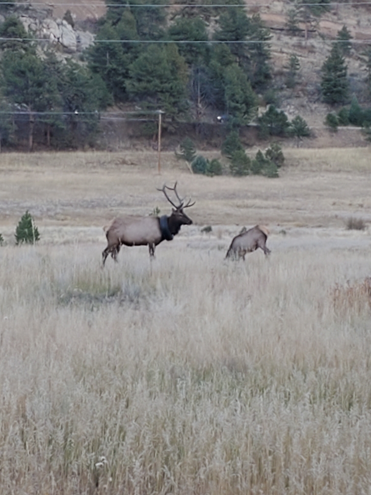 Bull Elk Tire