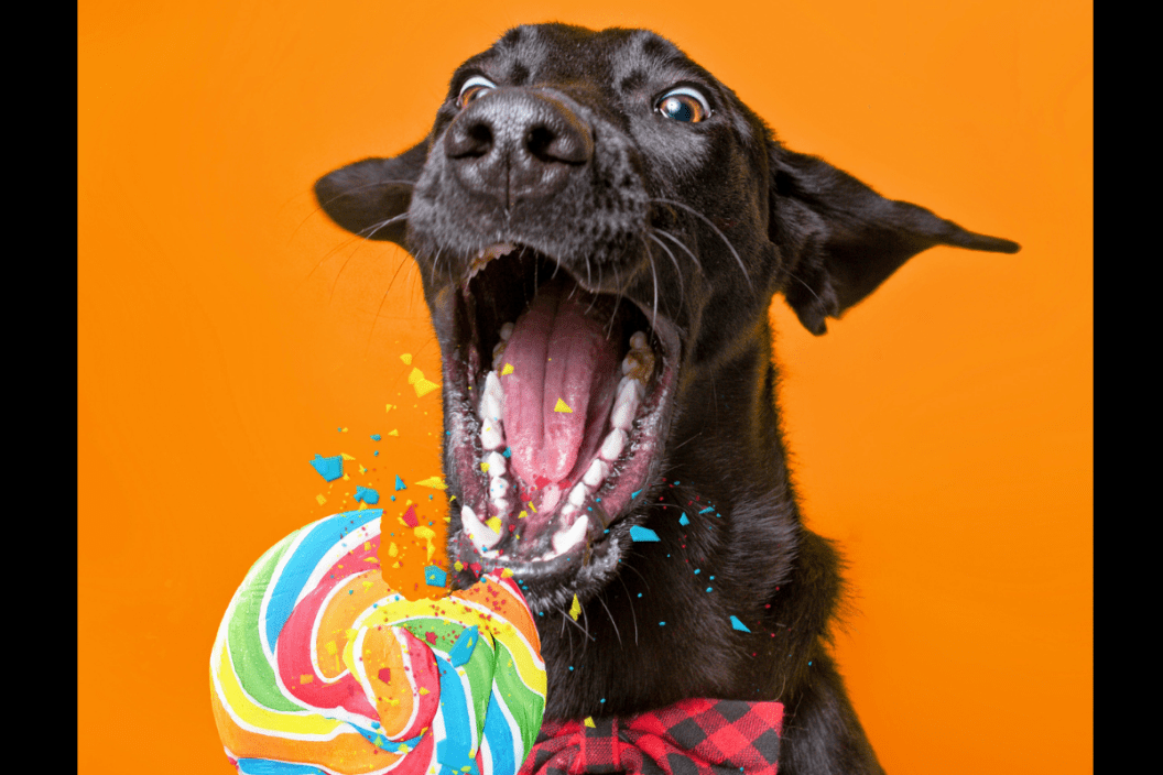 Can dogs top have candy