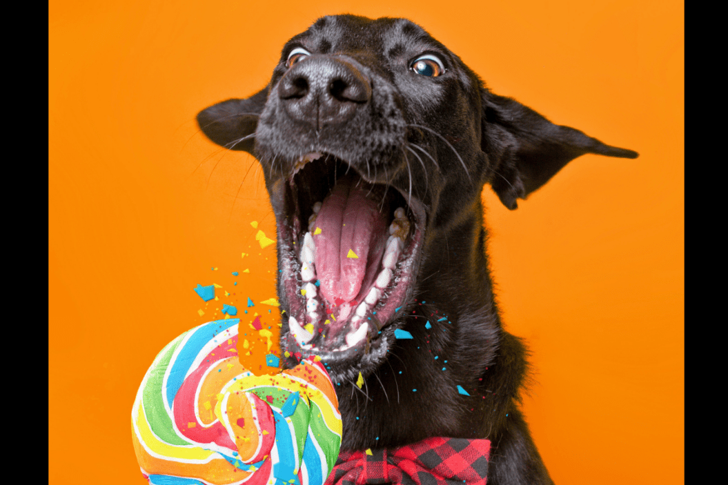 Can Dogs Eat Candy? Why It's Best To Keep Sweet Treats Away
