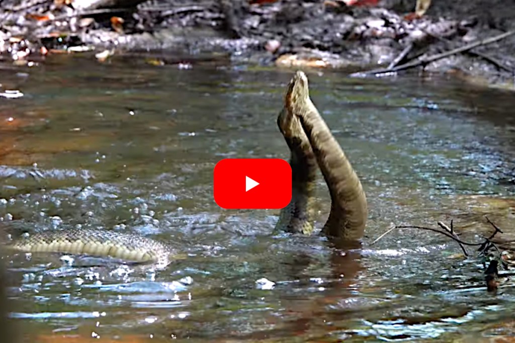 Two Cottonmouths Have an Epic Battle Over Female Snake in a