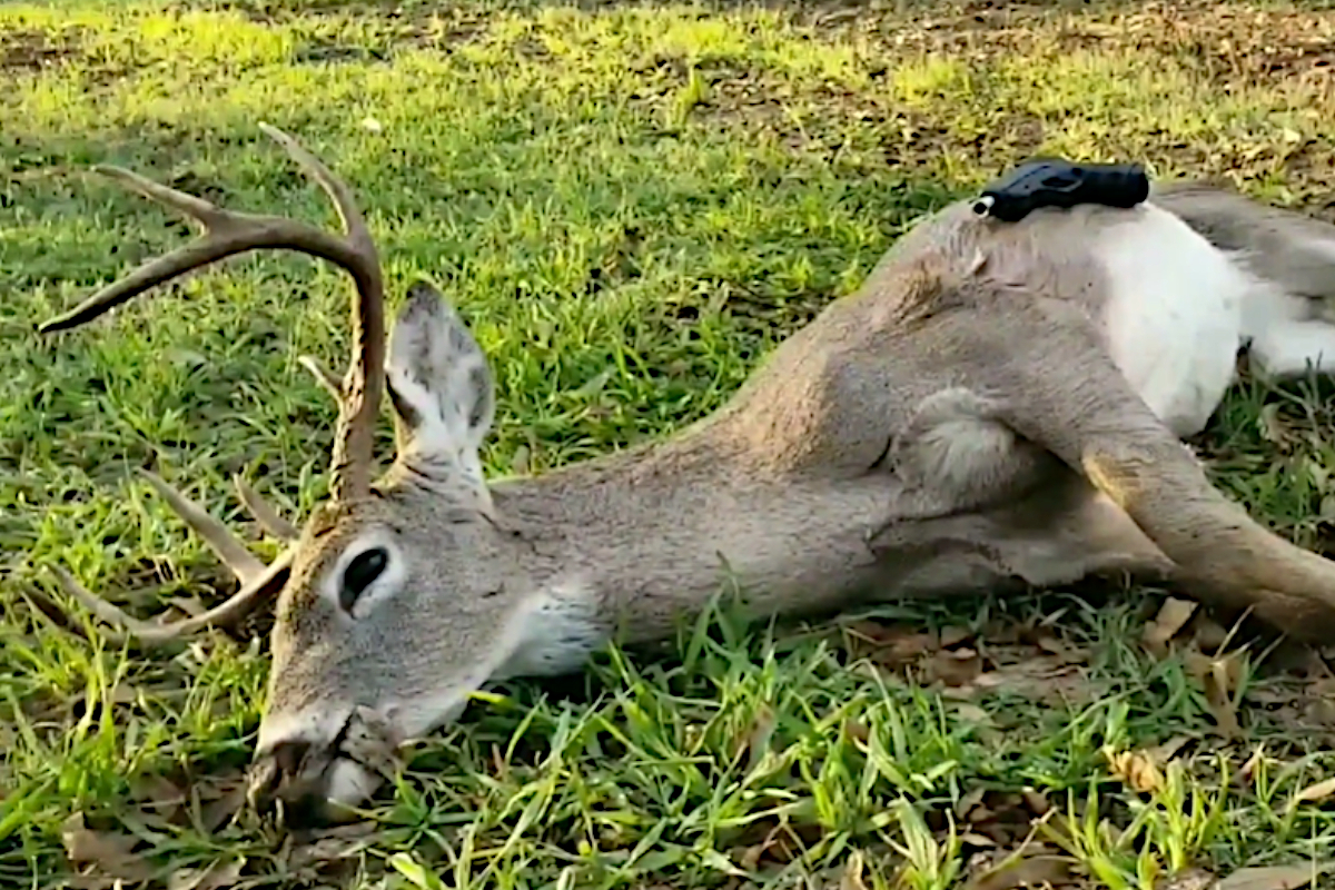 Deer Hunting With Handguns