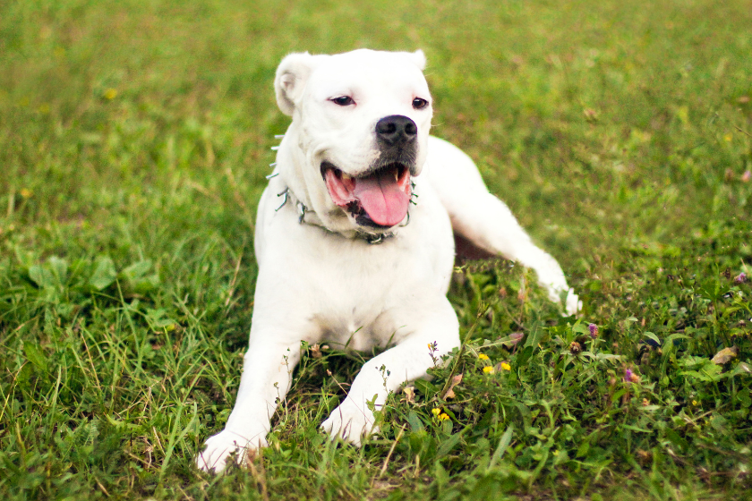 dogo argentino sits in grass