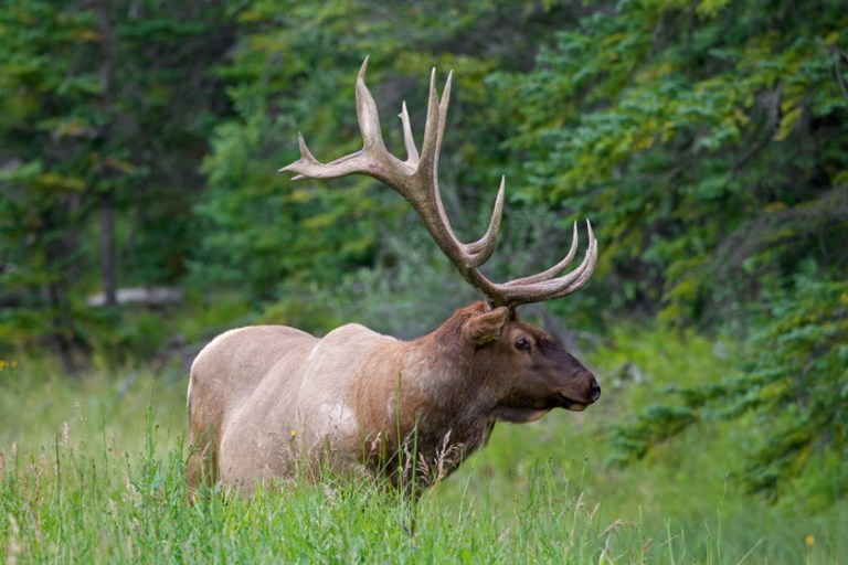 Colorado Elk Hunting Regulations, Season Dates, and Tips