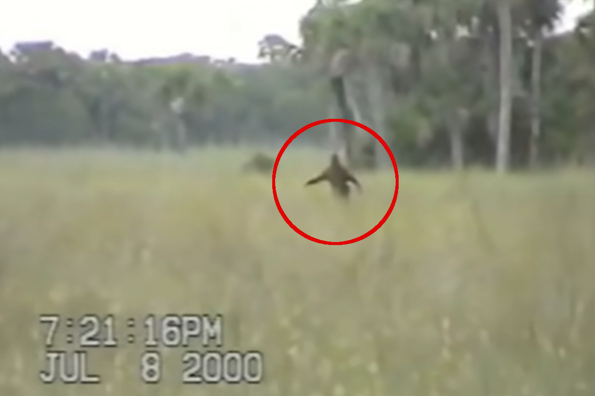 Florida Skunk Ape