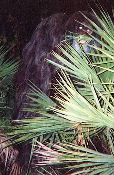 Florida Skunk Ape