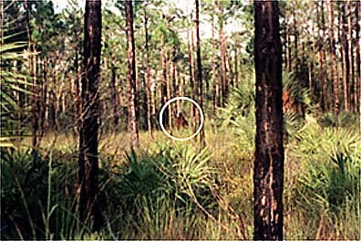 Florida Skunk Ape