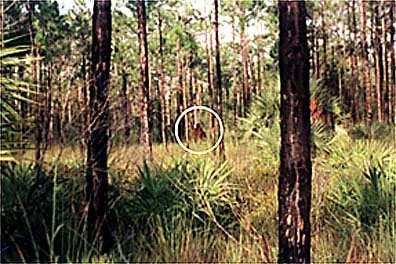 Florida Skunk Ape