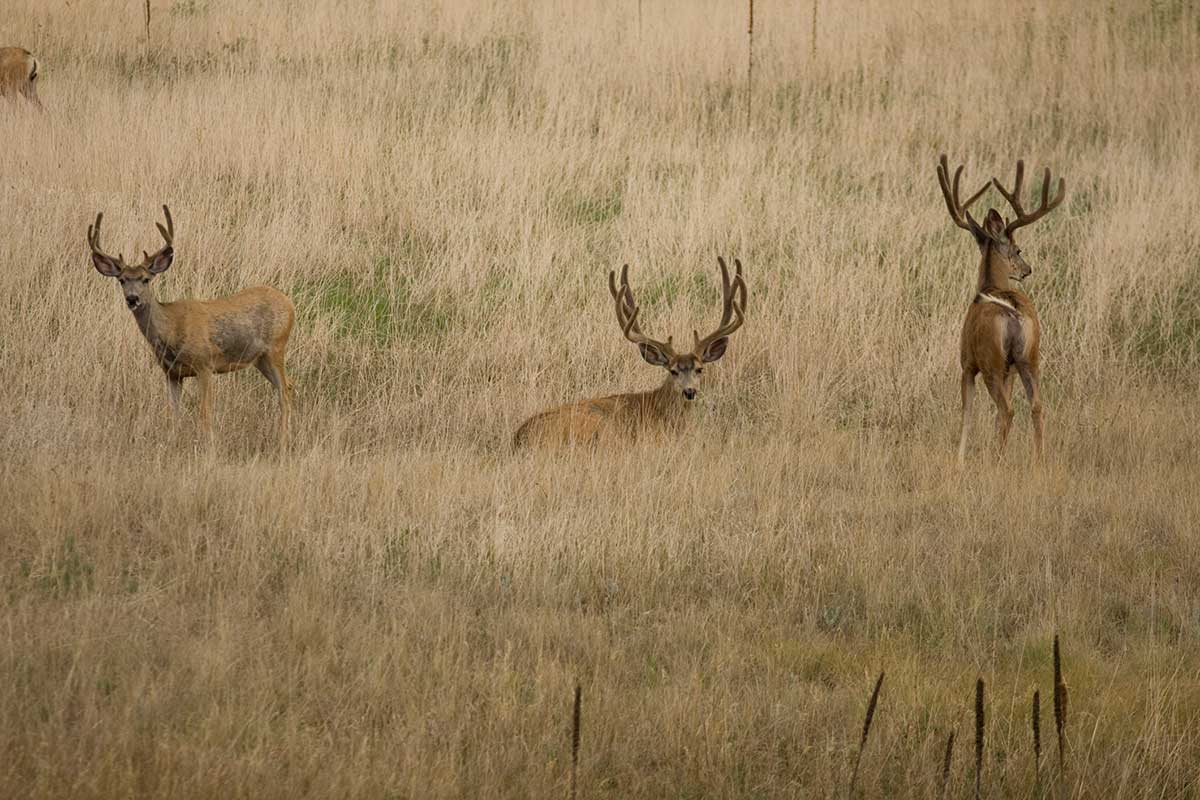 Deer Nicknames 100 Monikers for That Big Buck on Your Hit List