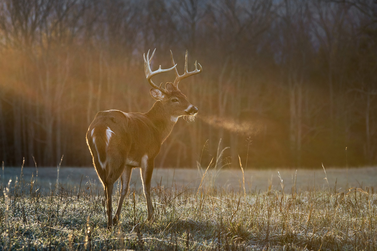 gut shot on a deer