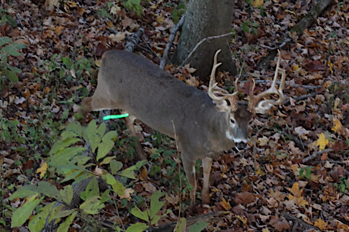 Kentucky Buck