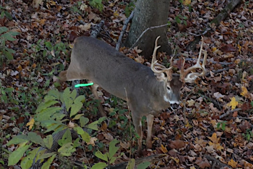 Kentucky Buck