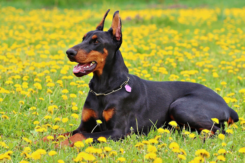 Doberman Pinscher