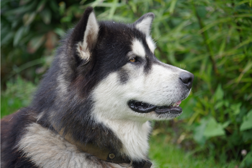 alaskan malamute