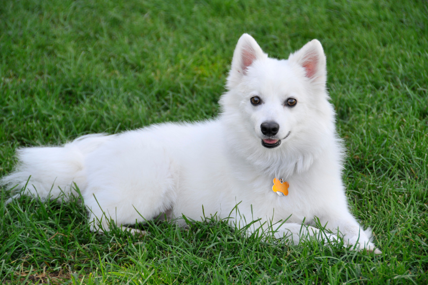 American eskimo most affectionate dog breed lays in the grass.