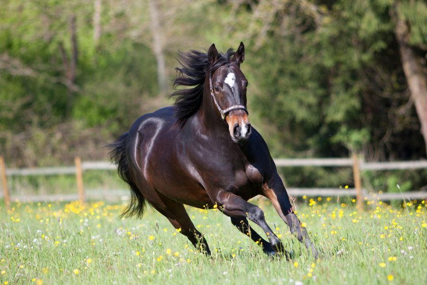 Quarter Horse run free in meadow.